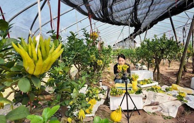 口村“电商钥”打开“共富锁”mg不朽情缘游戏登录入口北山(图3)